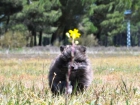 Pomerania , cachorros nacionales de calidad fotos reales - mejor precio | unprecio.es
