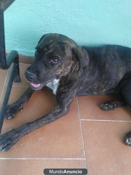 REGALO PERRITA