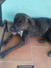 REGALO PERRITA - mejor precio | unprecio.es