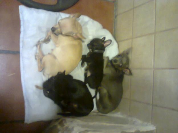 Se vende chiuahua de pelo corto color negro briillante