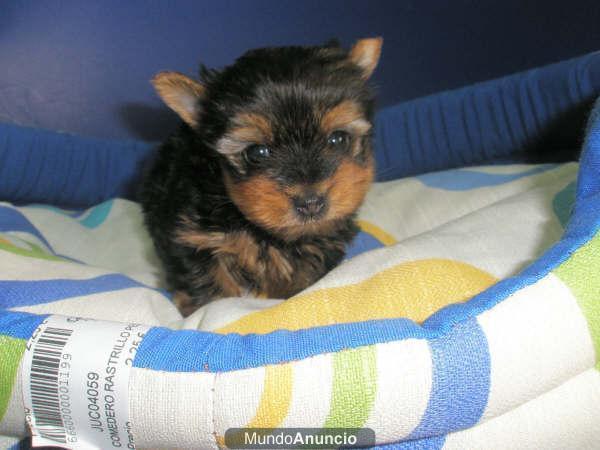Se vende hembra de Yorkshyre