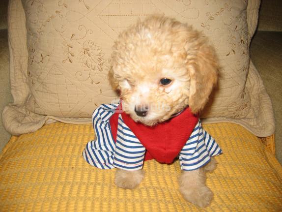 VENDO CACHORROS DE FRENCH POODLE