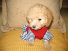 VENDO CACHORROS DE FRENCH POODLE - mejor precio | unprecio.es