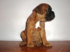 boxer cachorrazos con dos meses 350e  fotos acutales** - mejor precio | unprecio.es
