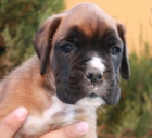Boxer excelentes cachorros - mejor precio | unprecio.es