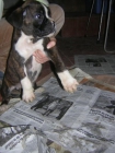 cachorros de boxer con pedigree 350e - mejor precio | unprecio.es