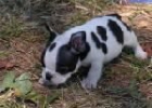 Cachorros de Bulldog Frances Particular 100 - Sevilla - mejor precio | unprecio.es
