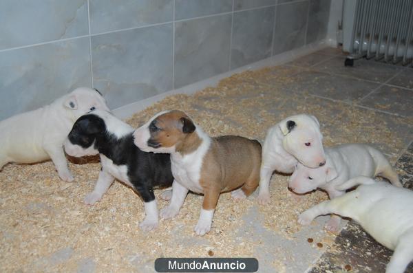 camada labradores