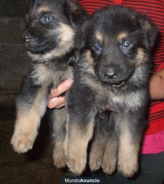 DISPONEMOS DE PASTOR ALEMAN CON DOS MESES