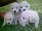 Goldens retrievers - mejor precio | unprecio.es