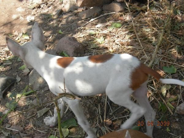 PODENCOS IBICENCOS