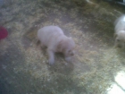 se venden cachorro golden retriever - mejor precio | unprecio.es