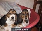 CACHORROS DE BASSET HOUND - mejor precio | unprecio.es