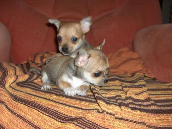 chihuahua de dos meses 380 euros