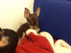 Chihuahuas mini - mejor precio | unprecio.es