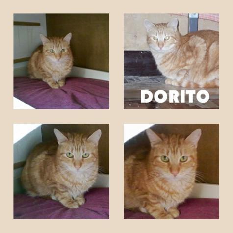 DORITO, callejerito recuperado