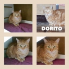 DORITO, callejerito recuperado - mejor precio | unprecio.es