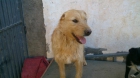 estrella en adopcion - mejor precio | unprecio.es