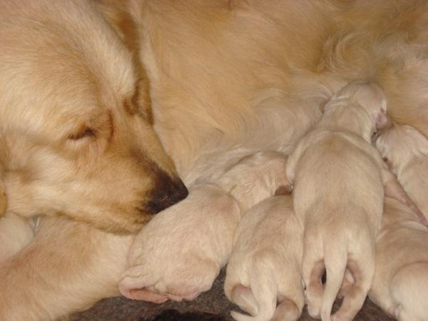 Excelente camada de golden retriever!!!!