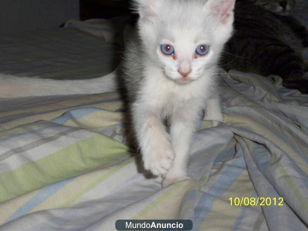 Gatitos de Angora y Siames