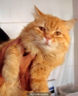 Precioso gato angora - mejor precio | unprecio.es
