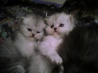 preciosos gatitos persas,listos para entregar,pedigri,vacunas y desparasitaciones,seriedad.679152951 - mejor precio | unprecio.es