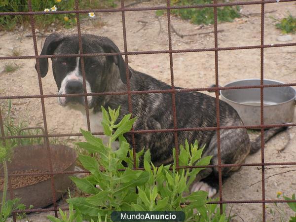 presa canario