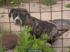 presa canario - mejor precio | unprecio.es