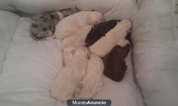se regalan cachorros