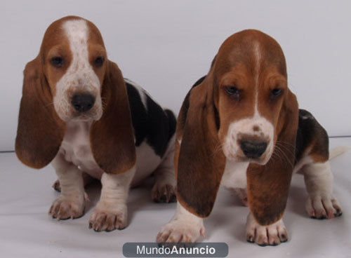 Basset hound, ¡fabulosos cachorros!