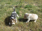 Beagles cachorros tricolores con pedigri. - mejor precio | unprecio.es