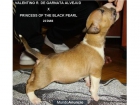 BULLTERRIER - mejor precio | unprecio.es