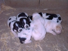 Cachorros de Pointer - mejor precio | unprecio.es