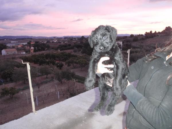 cachorros schnauzer gigante