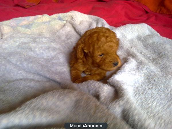CANICHE   TOY