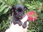 Chihuahua machito negro rojizo - mejor precio | unprecio.es