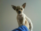 chihuahua macho - mejor precio | unprecio.es