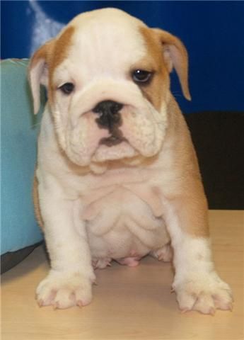 Se vende camada de Bulldog ingles