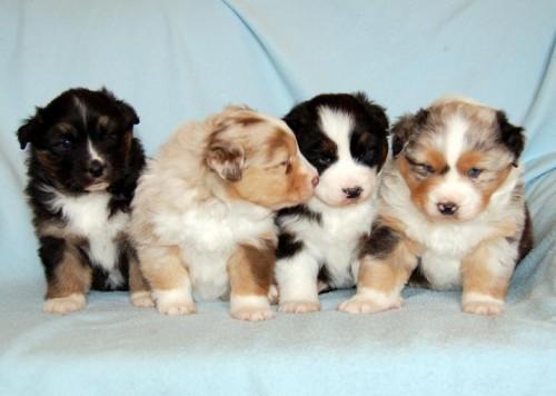 se venden cachorros pastor australiano