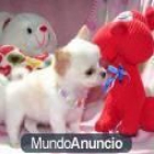 Adorable Chihuahua Cachorros - mejor precio | unprecio.es