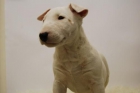 bull terrier, cachorros de alta  calidad a buen precio - mejor precio | unprecio.es