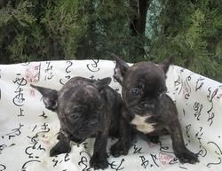 BULLDOG FRANCES 390