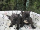BULLDOG FRANCES 390 - mejor precio | unprecio.es