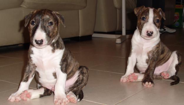 BULLTERRIER DE CALIDAD A BUEN PRECIO