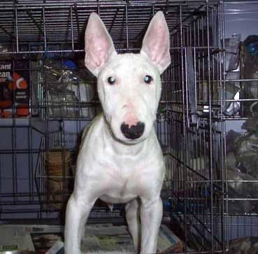 bullterrier mini