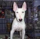 bullterrier mini - mejor precio | unprecio.es