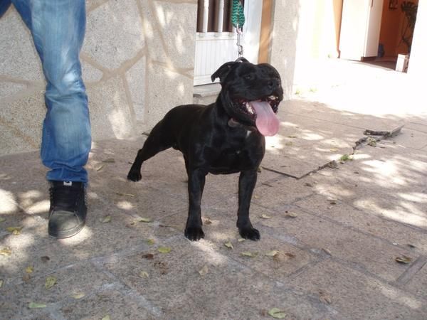 cachorras staffordshire bull terrier