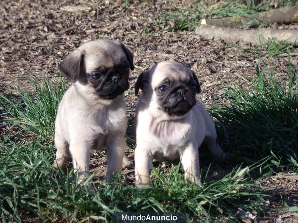 CACHORROS CARLINO 350 €