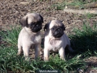 CACHORROS CARLINO 350 € - mejor precio | unprecio.es