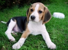 cachorros de beagle cachorros de pura raza nacionales - mejor precio | unprecio.es